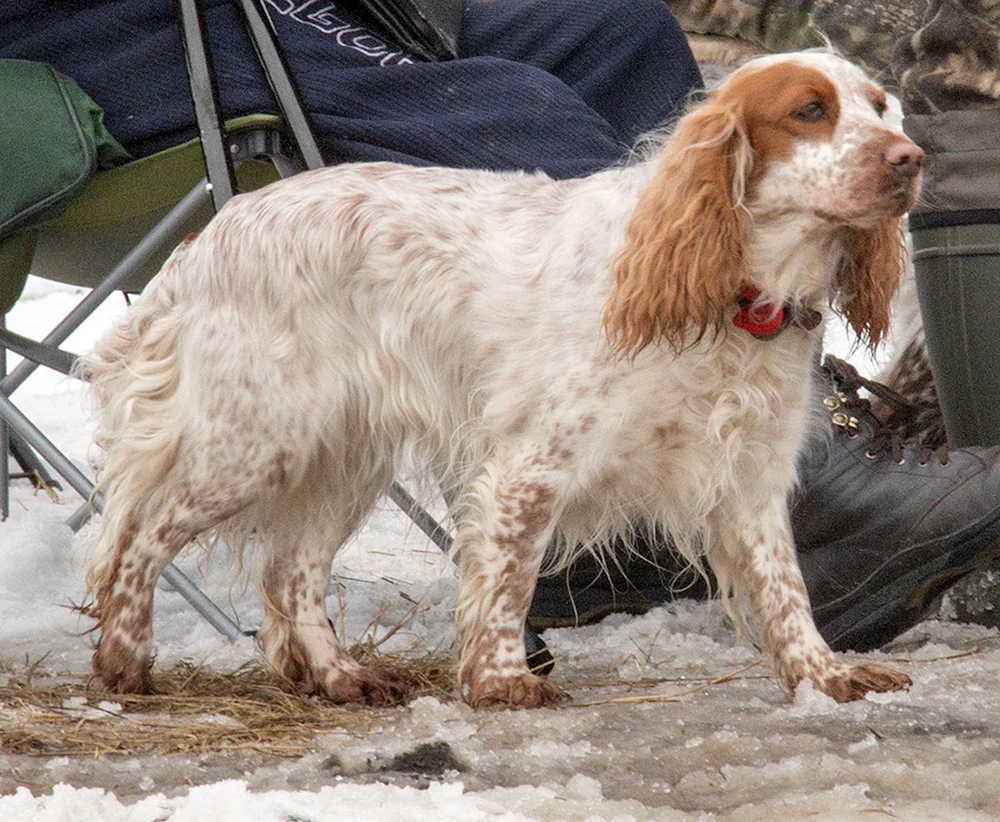 Russischer Cockerspaniel rot