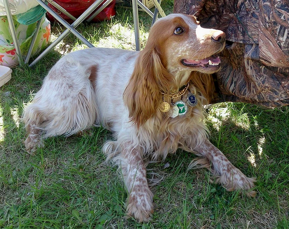Cocker spaniel Peggy