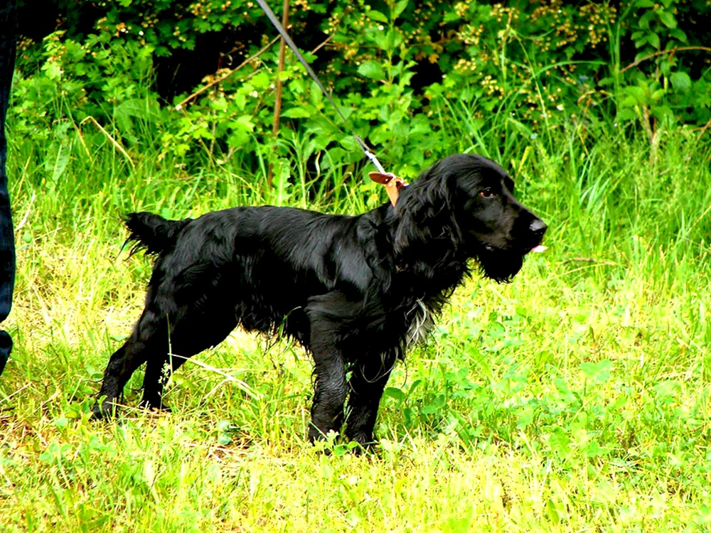 Hahnspaniel Russischer Jagdspaniel