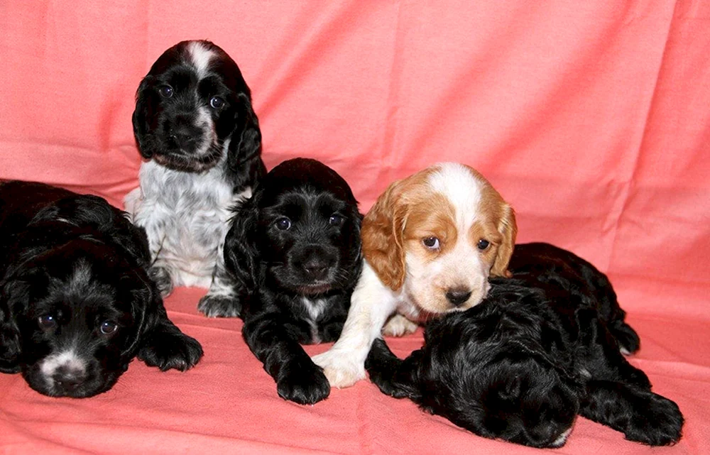 Russischer Jagdspaniel Welpen