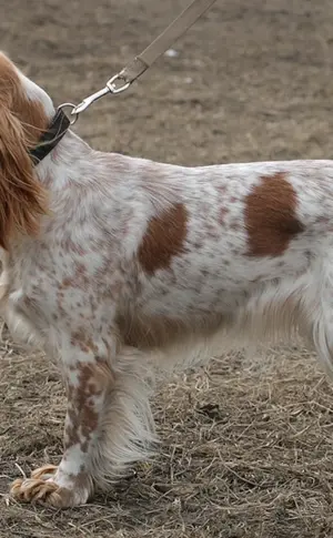 Cockerspaniel Russisch jagend