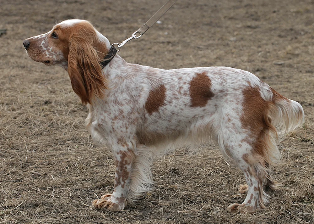 Cocker spaniel Russischer Jagdspaniel