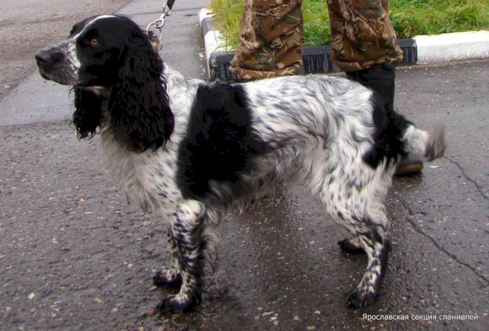 Cocker spaniel Jagd