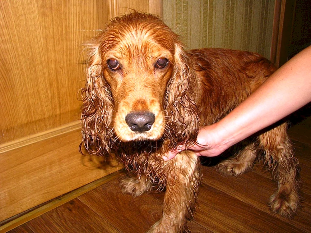 Russischer Jagdspaniel
