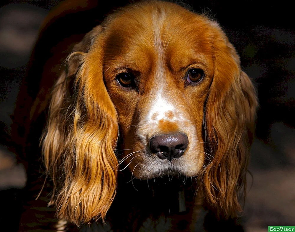 Russischer Jagdspaniel