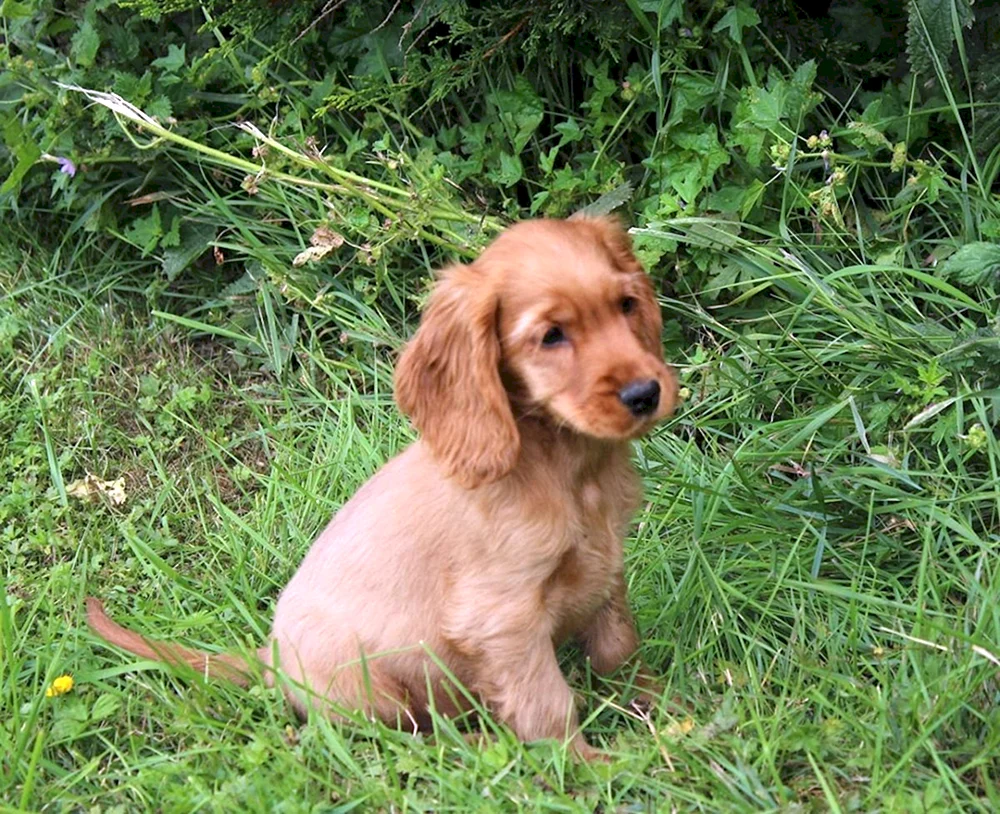 Russischer Jagdspaniel rothaarig