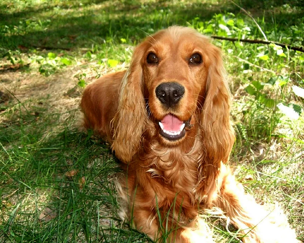 Russischer Jagdspaniel