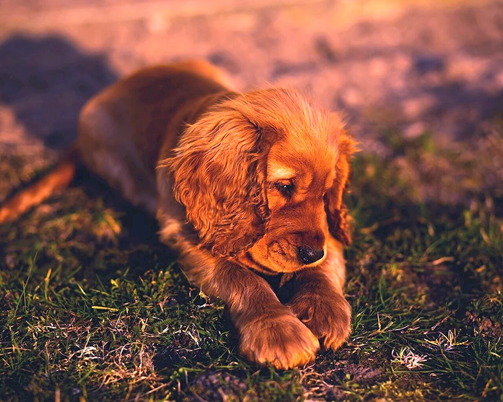 Amerikanischer Cocker spaniel