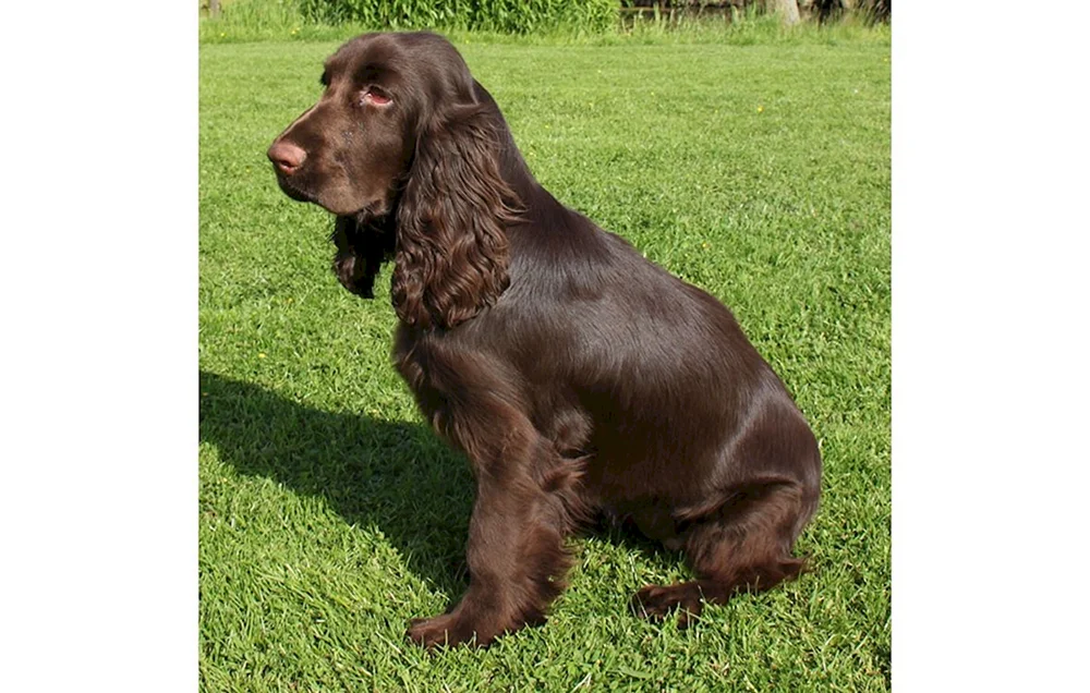 Cocker Spaniel schokoladenfarbig