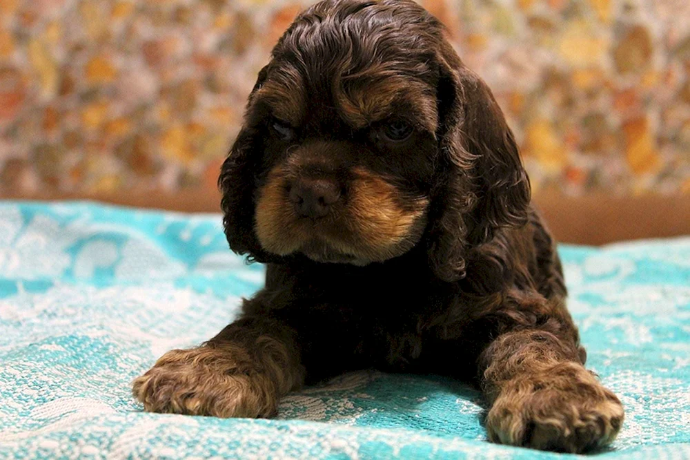 Cocker spaniel chocolate