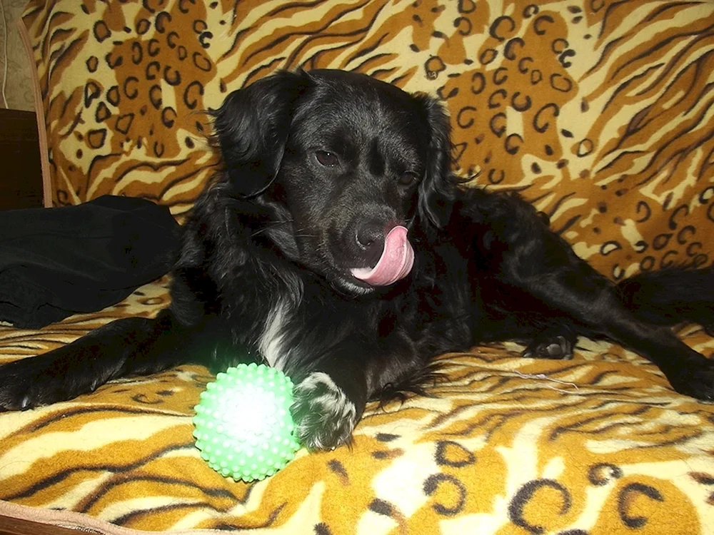 Cockerspaniel schwarz Mestizo