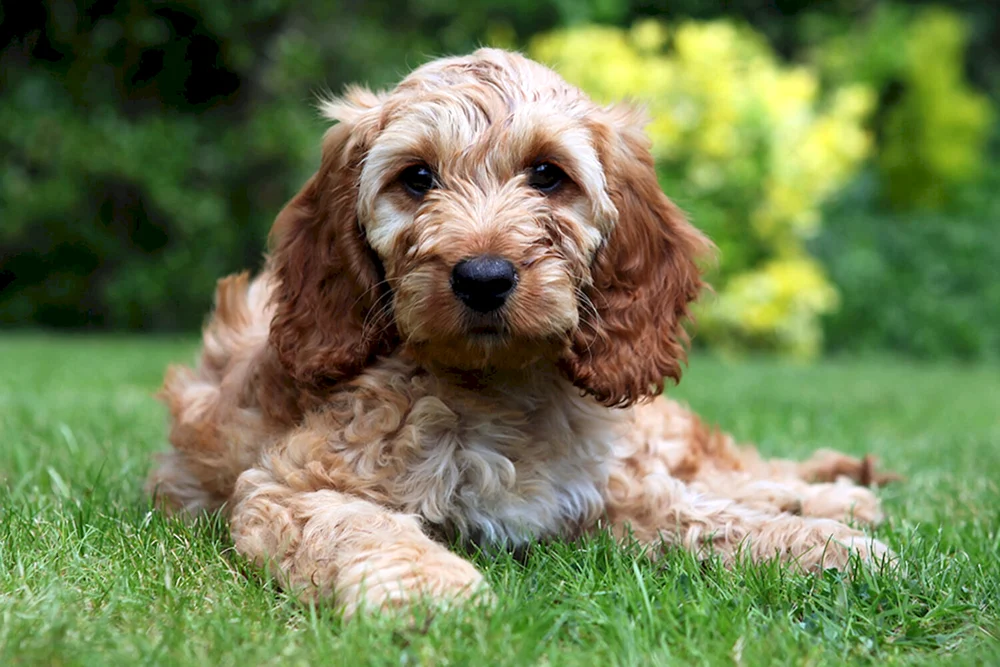 King Charles spaniel
