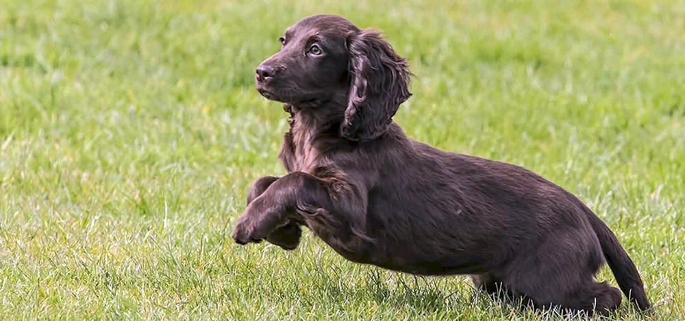 Cockerspaniel kurz-haarig spaniel