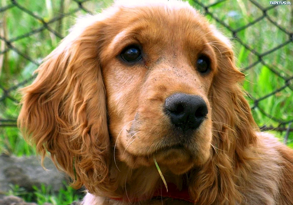 Cocker Spaniel