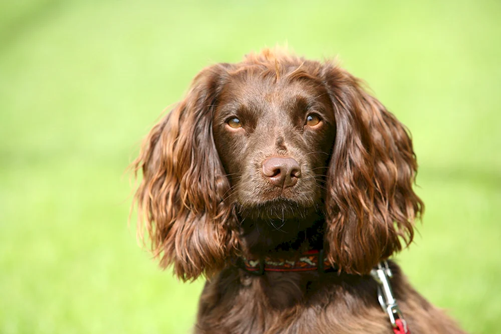 Cocker Spaniel