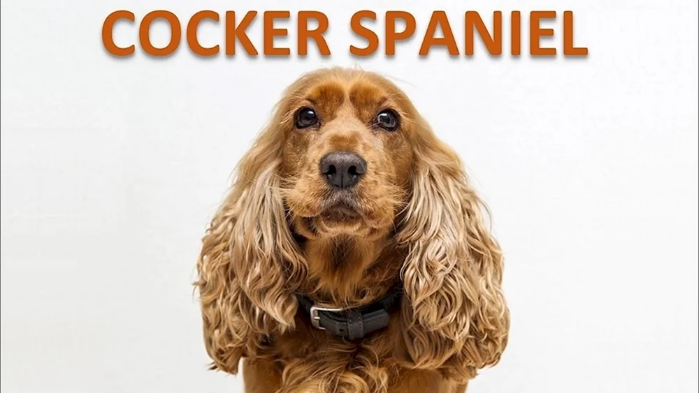 Cocker Spaniel. spaniel