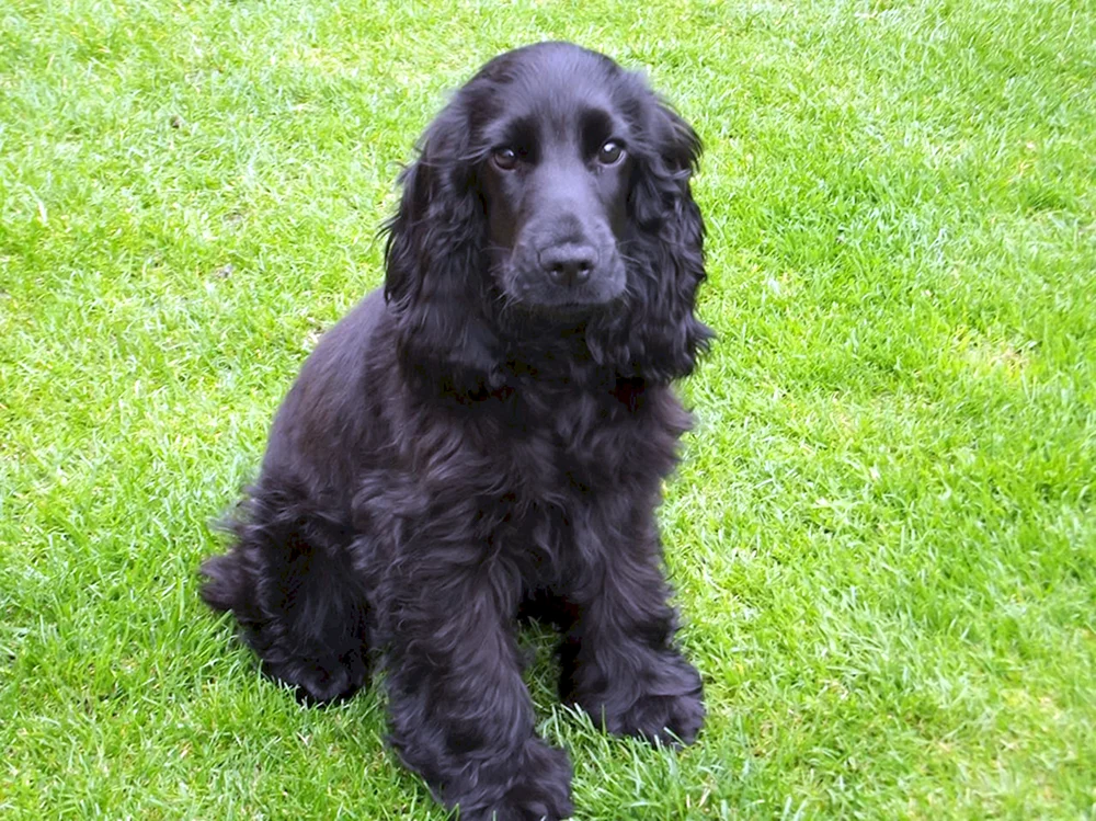 Cocker spaniel