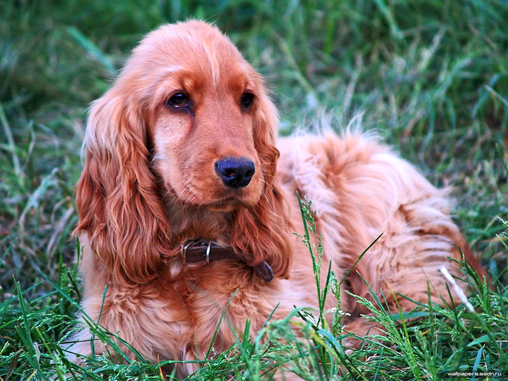 Cocker Spaniel