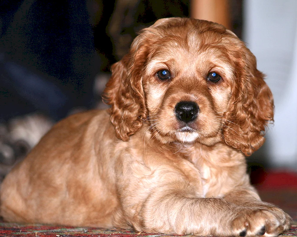 Cocker Spaniel