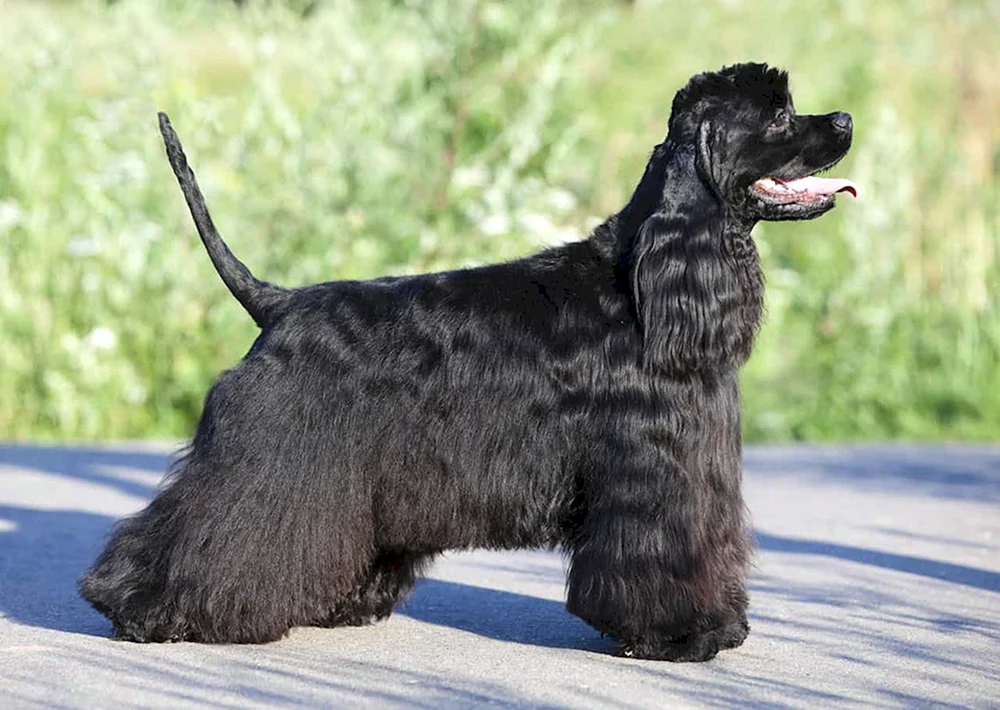Cocker Spaniel spaniel