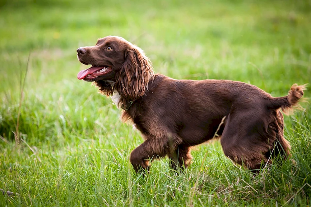 Cocker spaniel