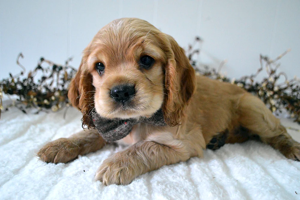 Zwerg Cocker spaniel