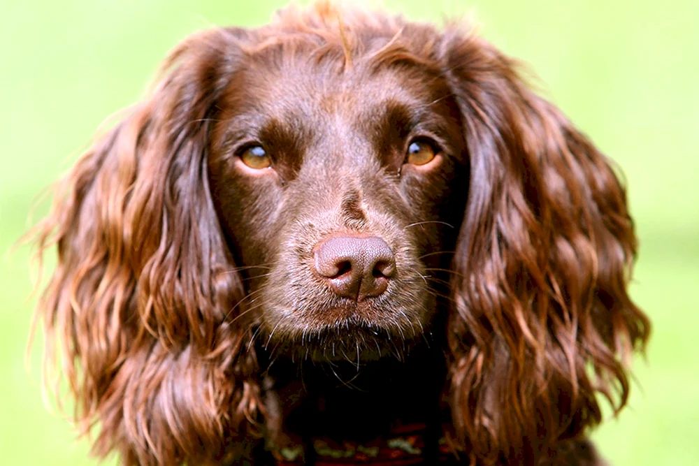 Cocker spaniel.