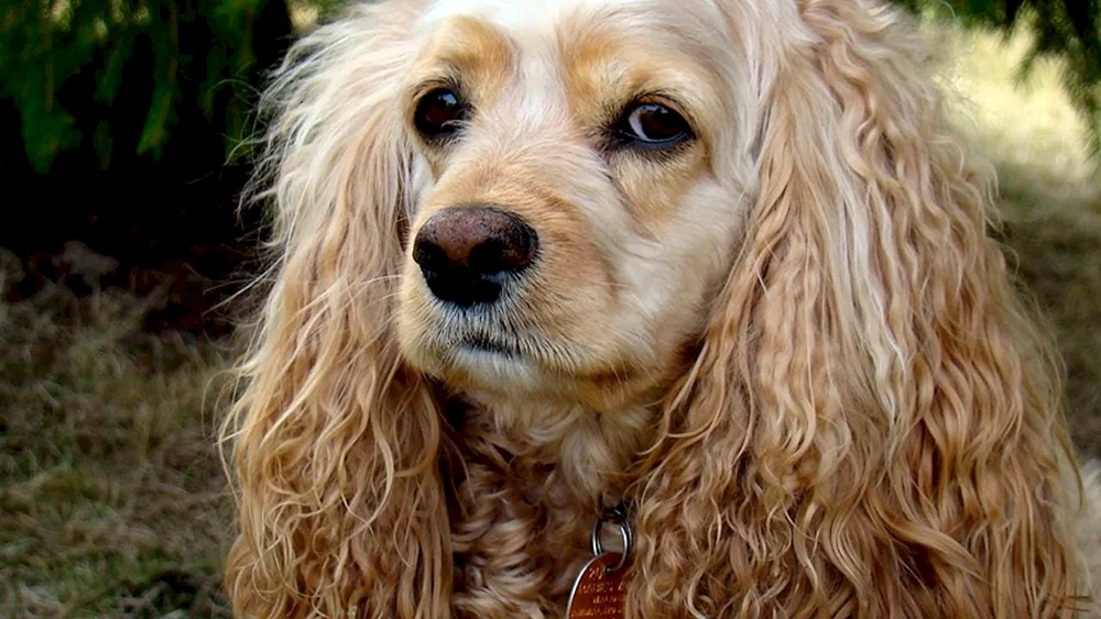 Cocker Dog. spaniel