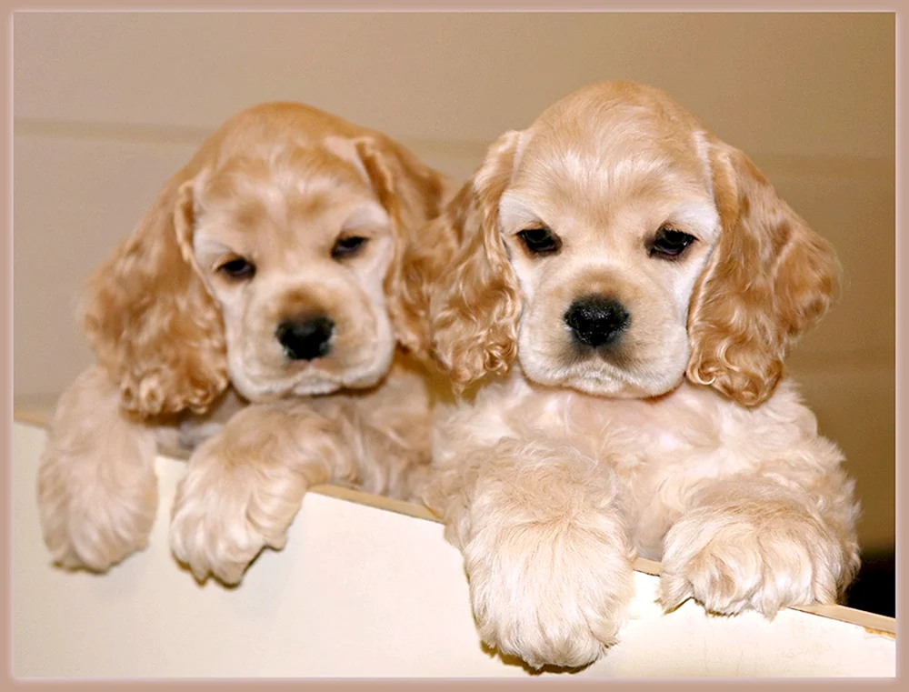 Charles Cocker spaniel