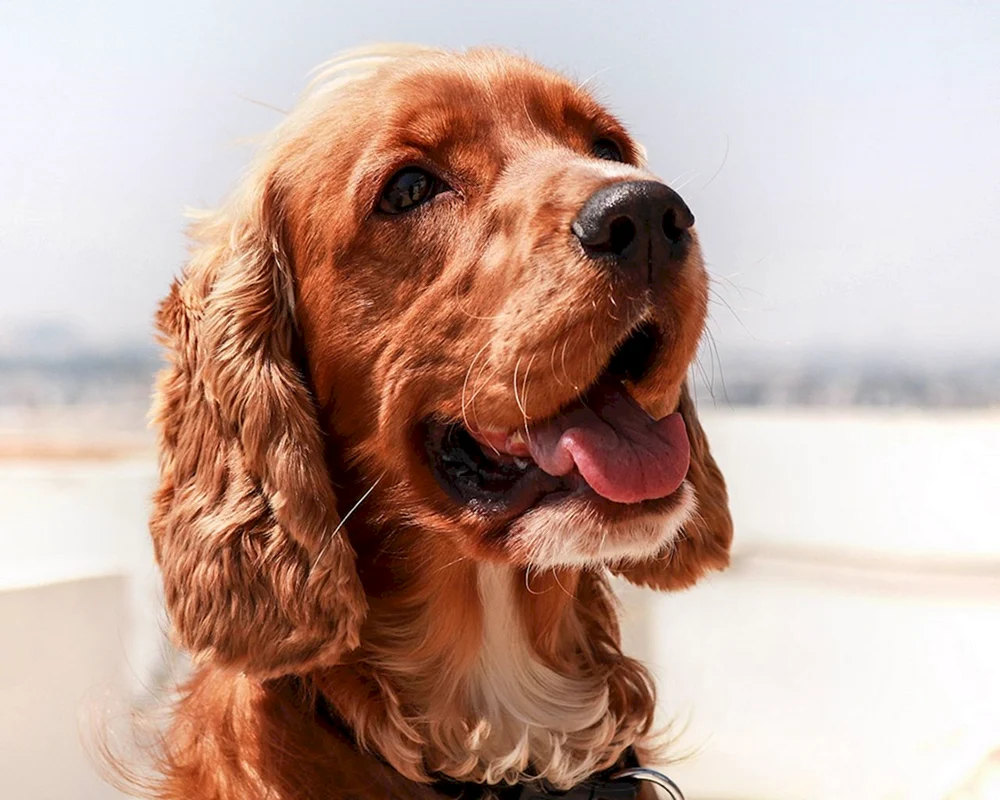 King Charles spaniel