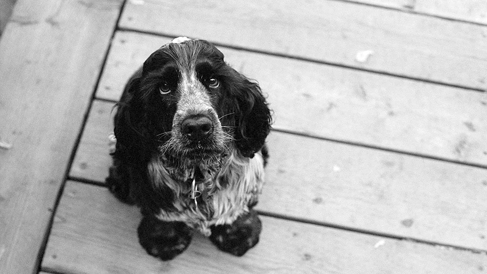 Hahnspaniel jagend