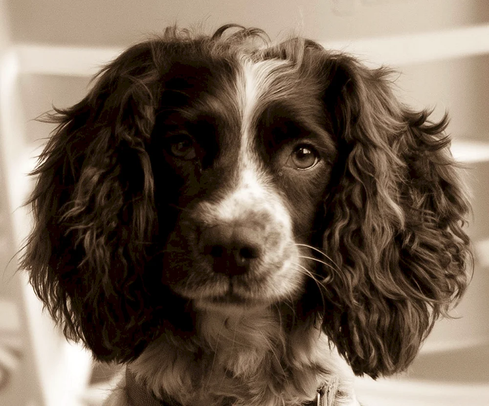 Russischer Cocker spaniel schwarz