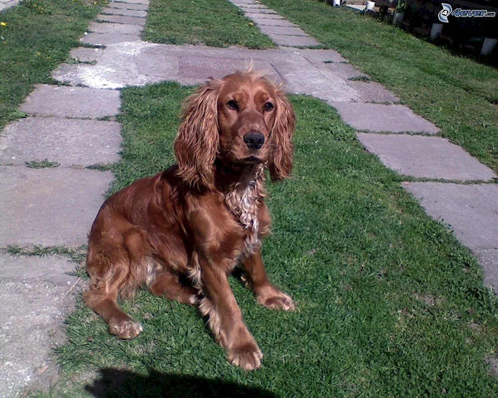 Englischer Cocker Spaniel