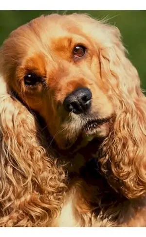 Cocker Spaniel