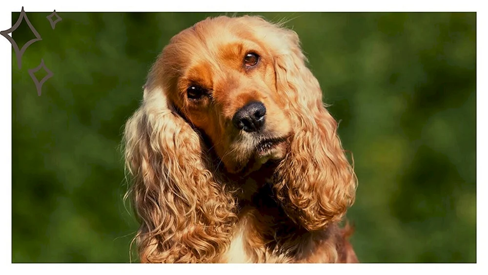 Cocker Spaniel