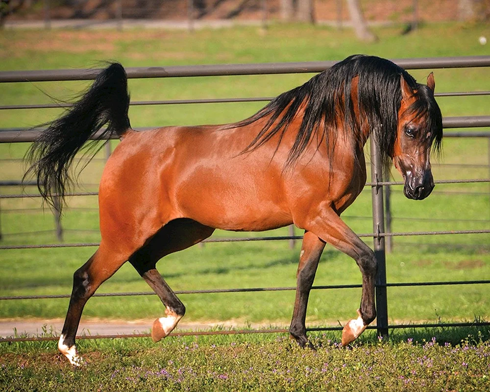 Arabisches Rennpferd