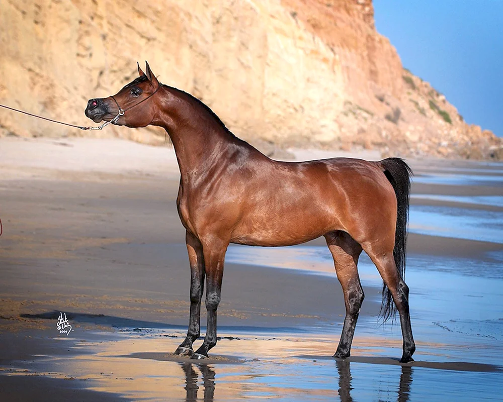 Arabisches Rennpferd