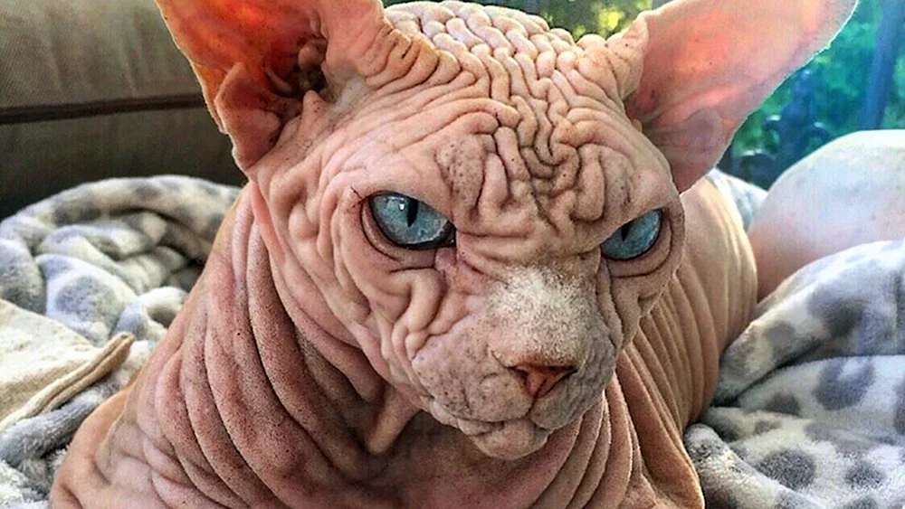 Chinesische Sphynx Crested Chihuahua Elwood