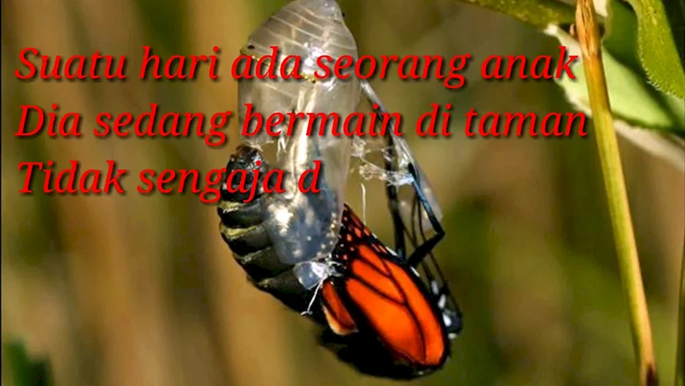 Con Schmetterling Admiral