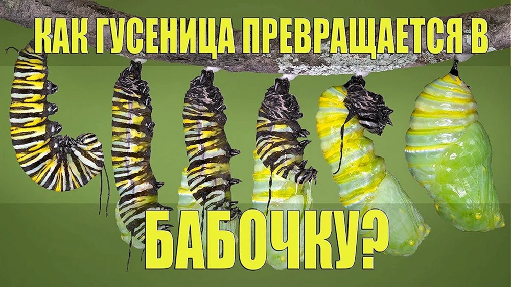 Lupus lupus Schmetterlingsraupe
