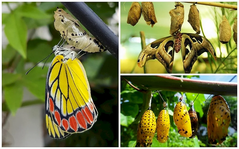 Larva Raupe Schmetterling Puppe