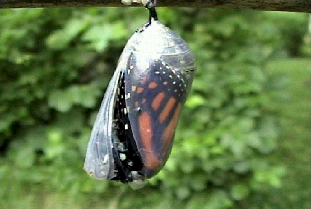 Con Schmetterling Monarch
