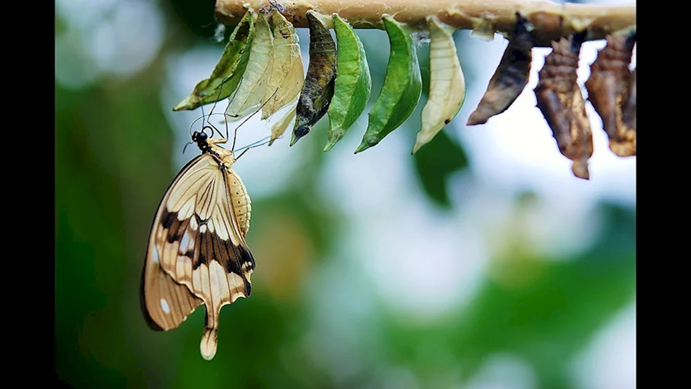 Con Schmetterling Puppe Kotzebue