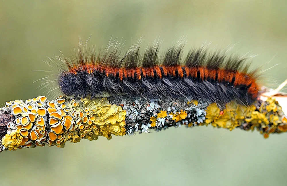 Acronicta aceris Raupe