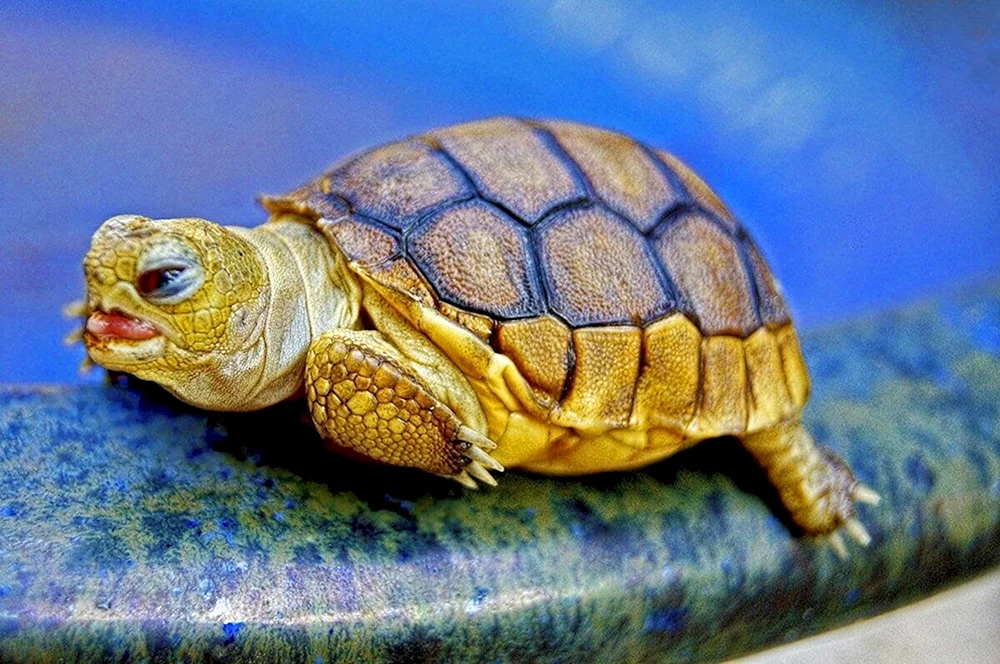 Ringelschildkröte