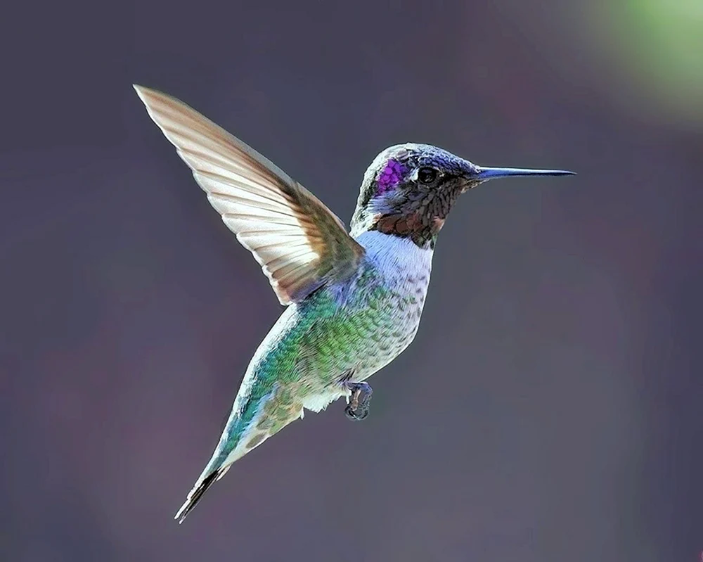 Gewöhnlicher Zungenkolibri