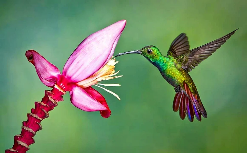 Roykolibri