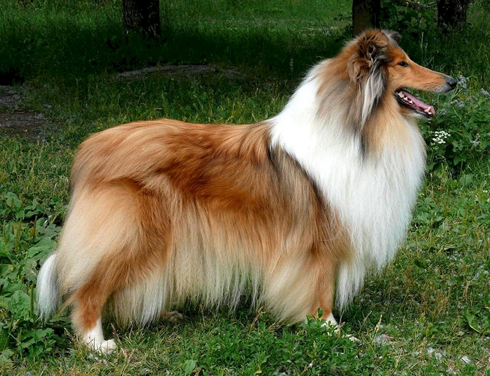 Langhaariger Collie