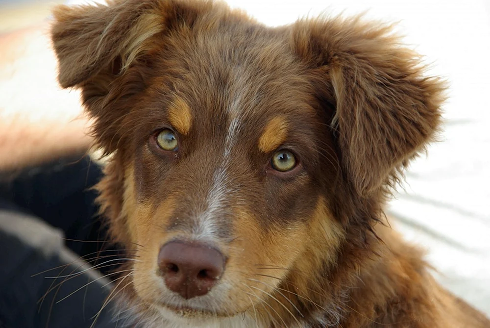 Aussie