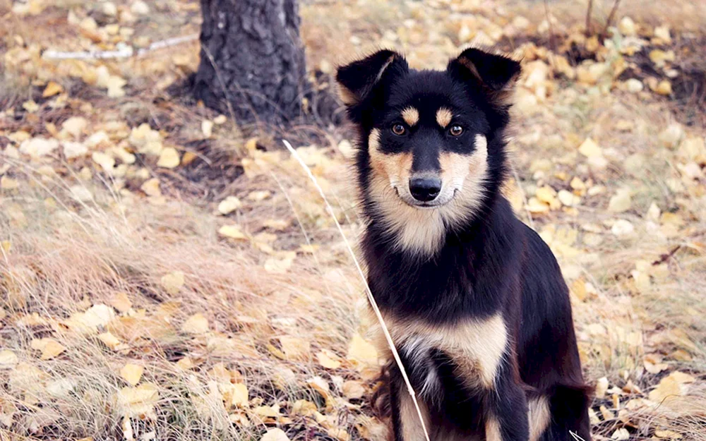 Mischling Welpe 3 Monate alt Kleiner weißer Mischling Hund
